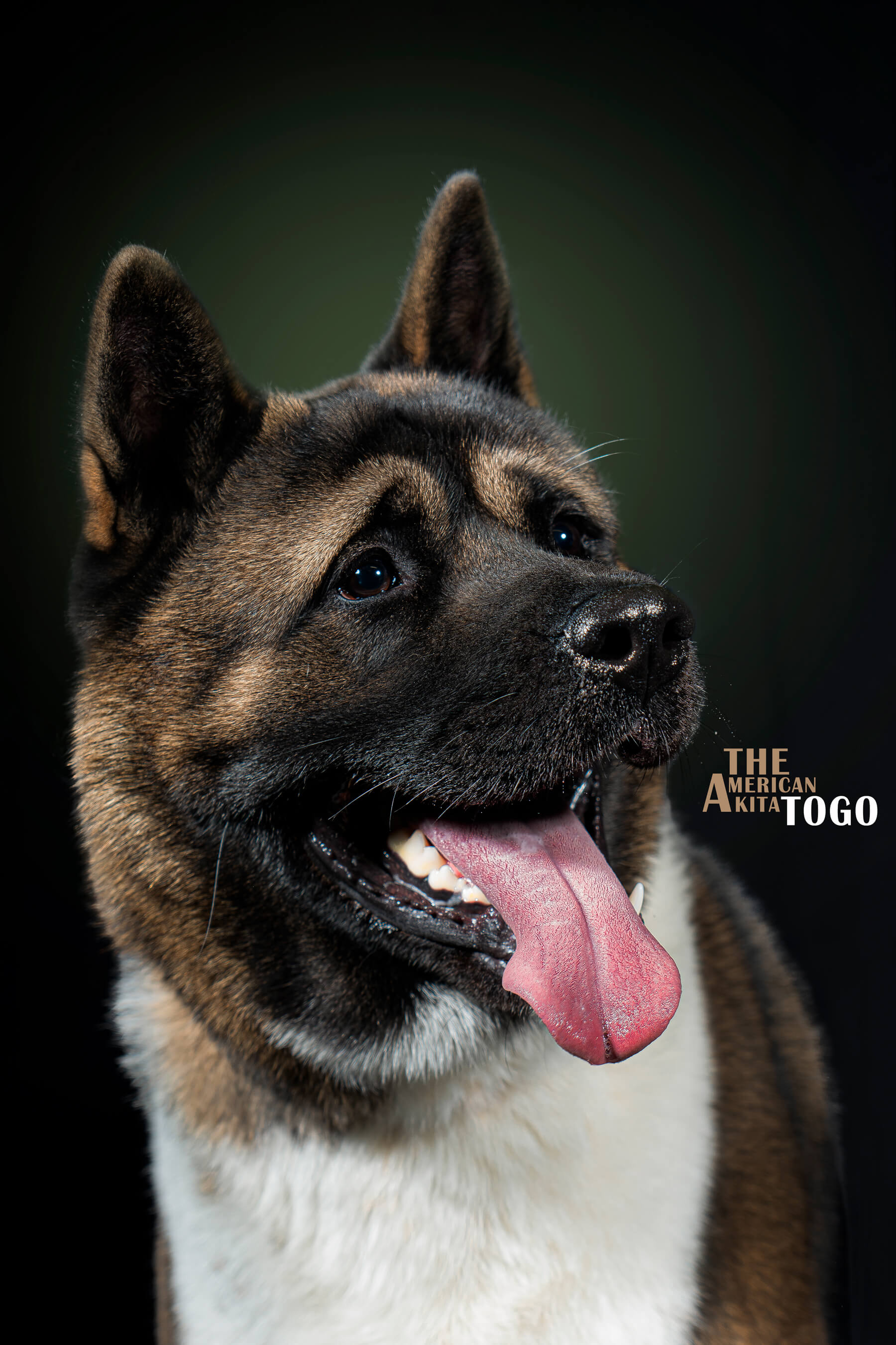 Mehdi Ghasemi PHOTOGRAPHY