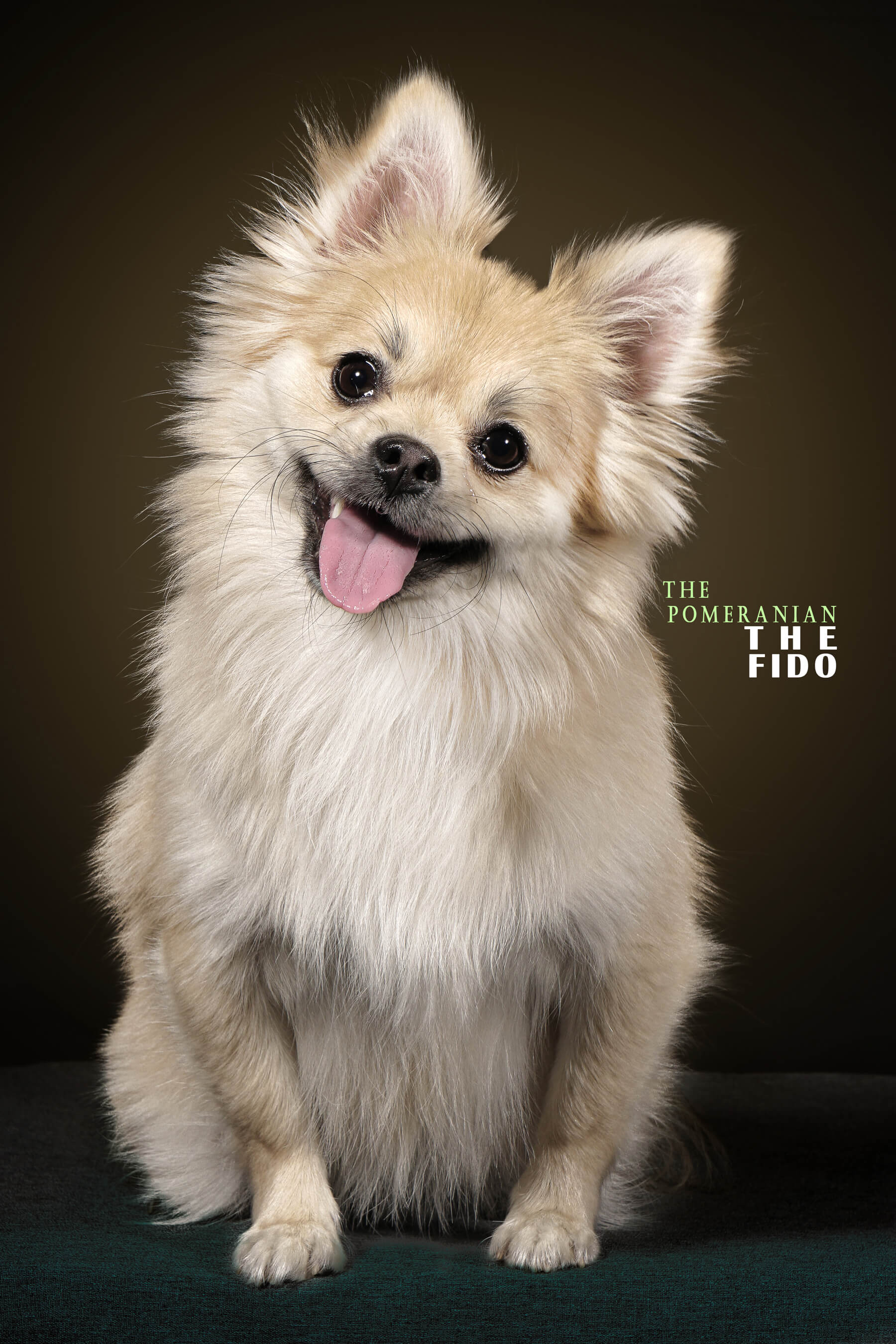 Mehdi Ghasemi PHOTOGRAPHY