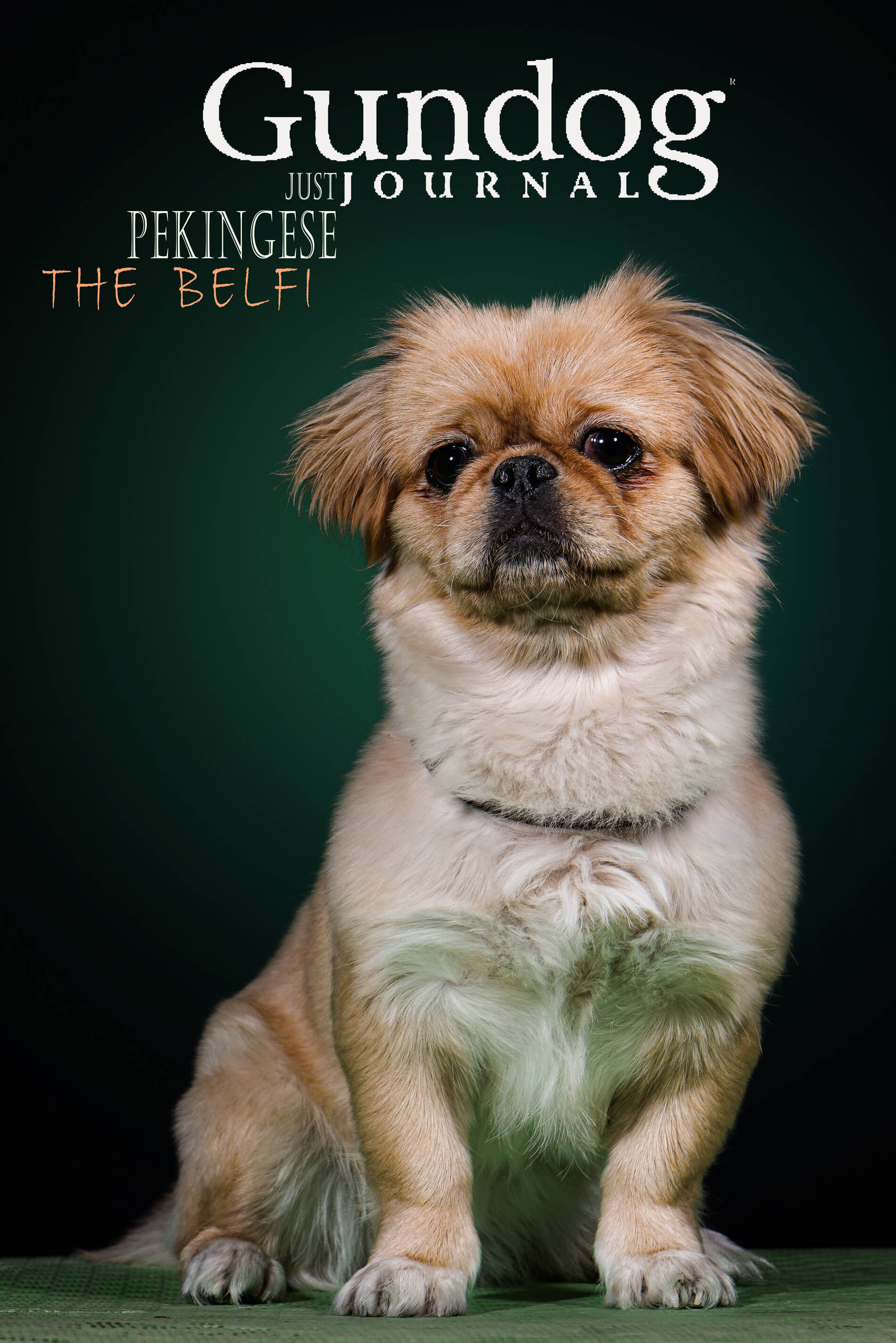 Mehdi Ghasemi PHOTOGRAPHY